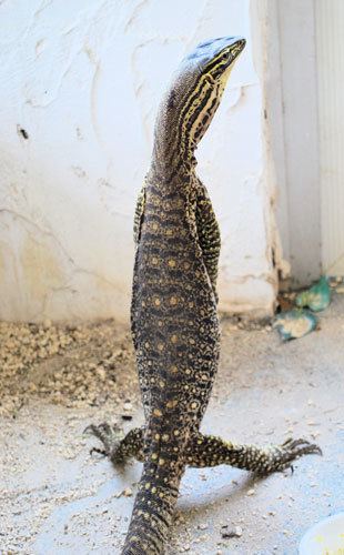 argus monitor lizard for sale