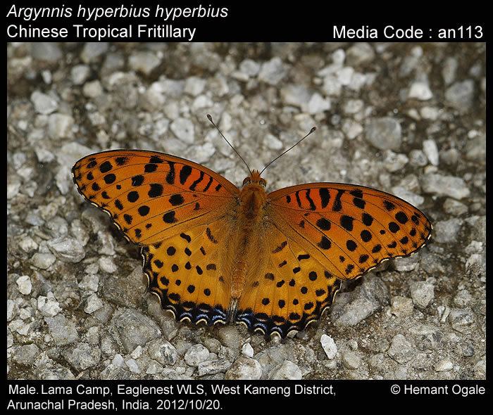 Argynnis hyperbius Argynnis hyperbius Tropical Fritillary Butterflies of India