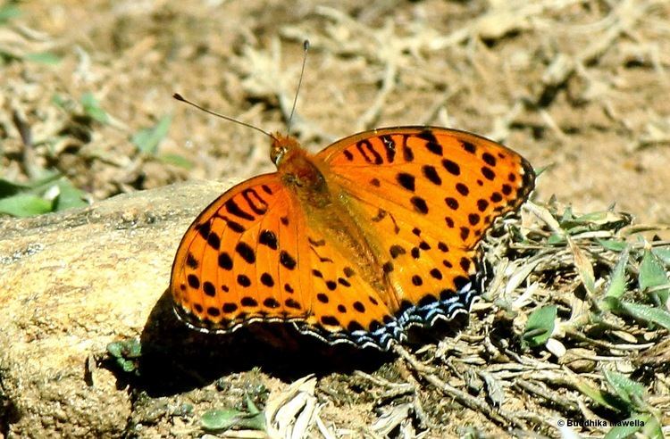 Argynnis hyperbius Lanka Nature Summary Indian Fritillary Argynnis hyperbius