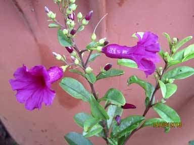 Argyreia cuneata Purple Morning glory Argyreia bush Gardentia