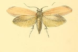 Argyresthia bergiella