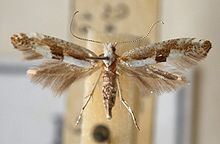 Argyresthia bonnetella httpsuploadwikimediaorgwikipediacommonsthu