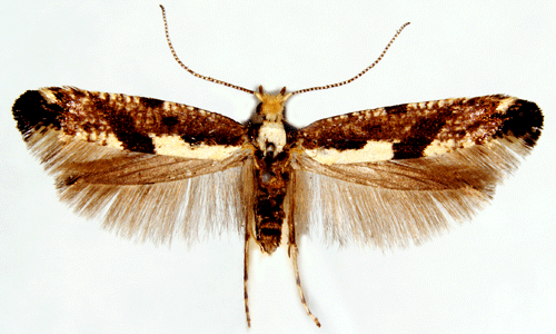 Argyresthia conjugella Argyresthia conjugella Insecta Lepidoptera Yponomeutidae