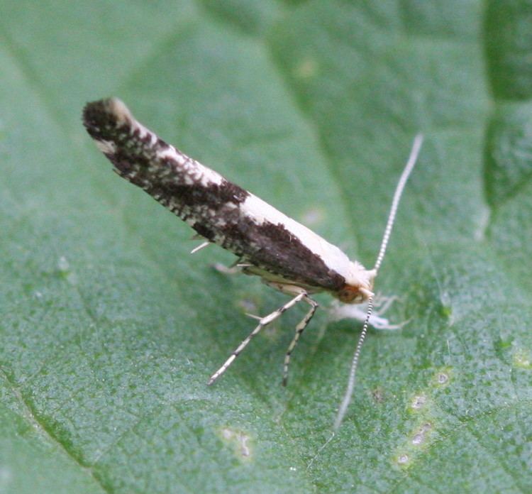 Argyresthia conjugella Argyresthia conjugella Argyresthia conjugella NatureSpot