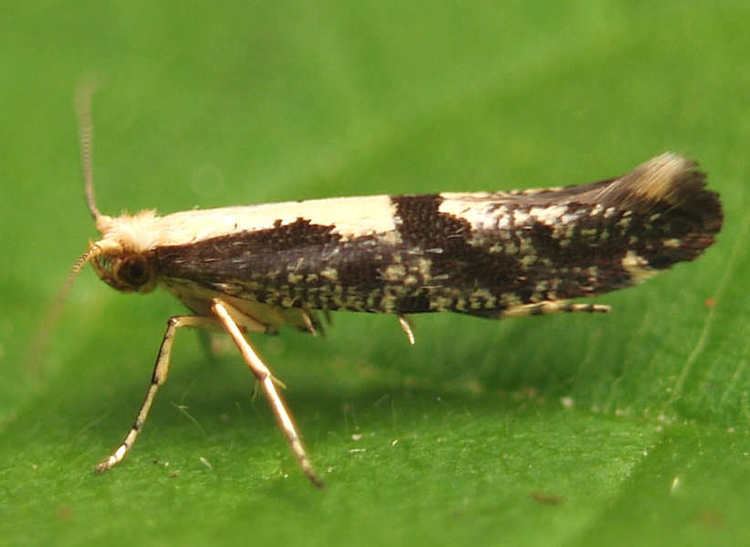 Argyresthia conjugella 0418 Argyresthia conjugella