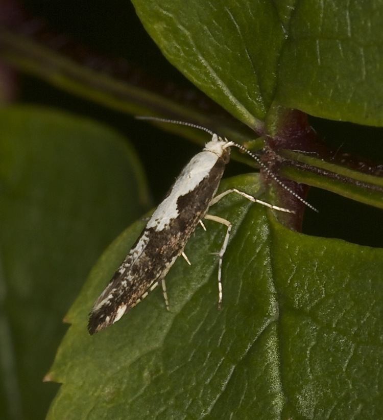 Argyresthia conjugella 0418 Apple Fruit Moth Argyresthia conjugella Mullaghattin 4262jpgm1394037910