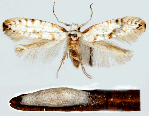 Argyresthia fundella Argyresthia fundella Insecta Lepidoptera Yponomeutidae