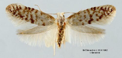 Argyresthia fundella Argyresthia fundella Insecta Lepidoptera Yponomeutidae