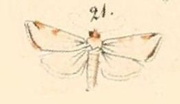 Argyria (moth) httpsuploadwikimediaorgwikipediacommonsee
