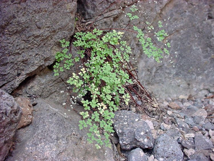 Argyrochosma Vascular Plants of the Gila Wilderness Argyrochosma fendleri