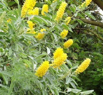 Argyrocytisus Argyrocytisus battandieri Cytisus battandieri Pineapple Broom