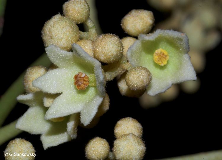 Argyrodendron Factsheet Argyrodendron actinophyllum subsp diversifolium