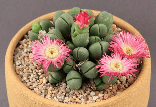 Argyroderma MiniShow Succulent October 2015 Argyroderma Pleiospilos Faucaria