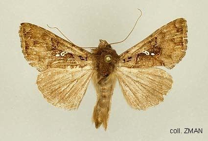 Argyrogramma signata Papua Insects Foundation LepidopteraNoctuidaePlusiinae