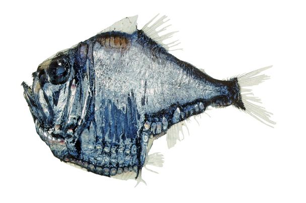 Argyropelecus aculeatus fishesofaustralianetauImagesImageArgyropelecu