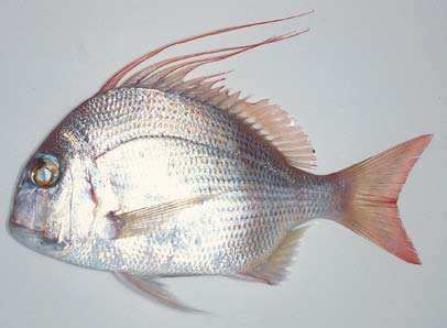 Argyrops spinifer Fishes of Andaman Sea