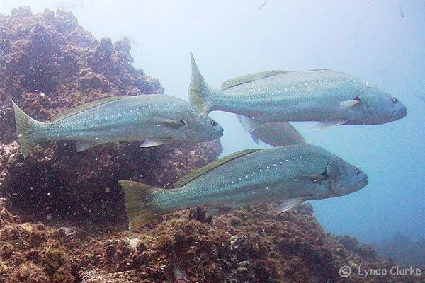 Argyrosomus japonicus - Alchetron, The Free Social Encyclopedia