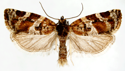 Argyrotaenia Argyrotaenia ljungiana Insecta Lepidoptera Tortricidae