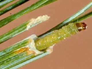 Argyrotaenia pinatubana Argyrotaenia pinatubana Pine Tube Moth Discover Life
