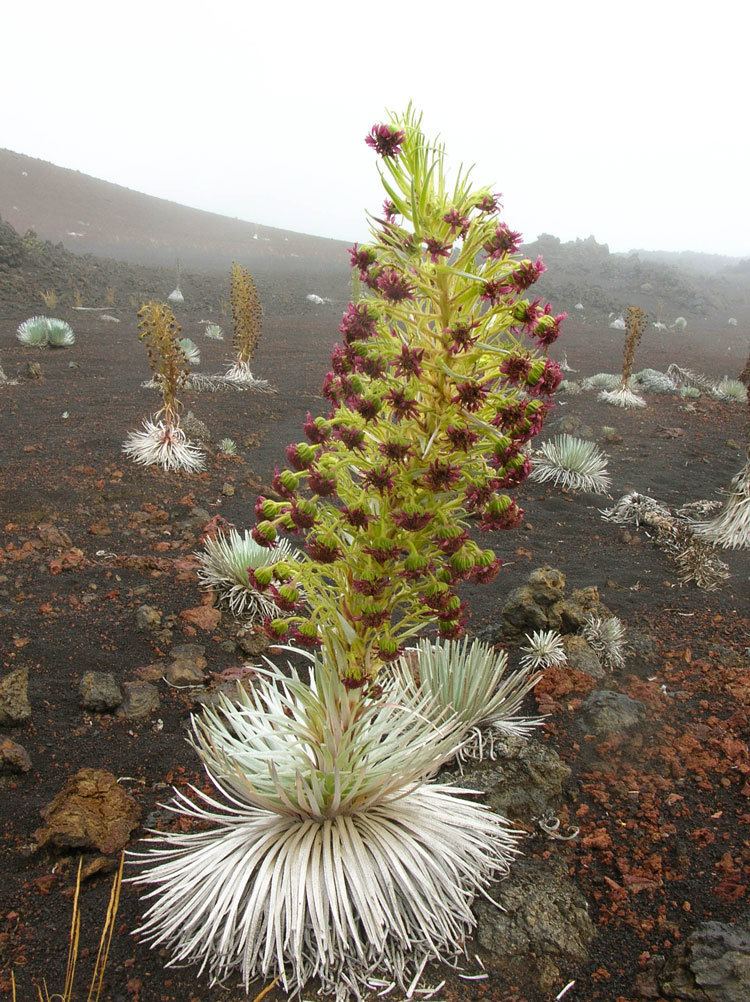 Argyroxiphium sandwicense subsp. macrocephalum The Haleakal silverswordthe greatest threat is now climate change