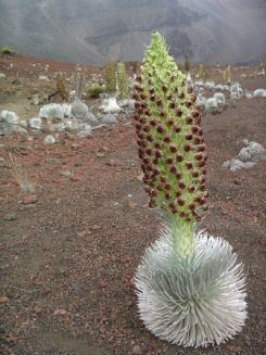 Argyroxiphium sandwicense subsp. macrocephalum Haleakala Silverswords Haleakal National Park US National Park