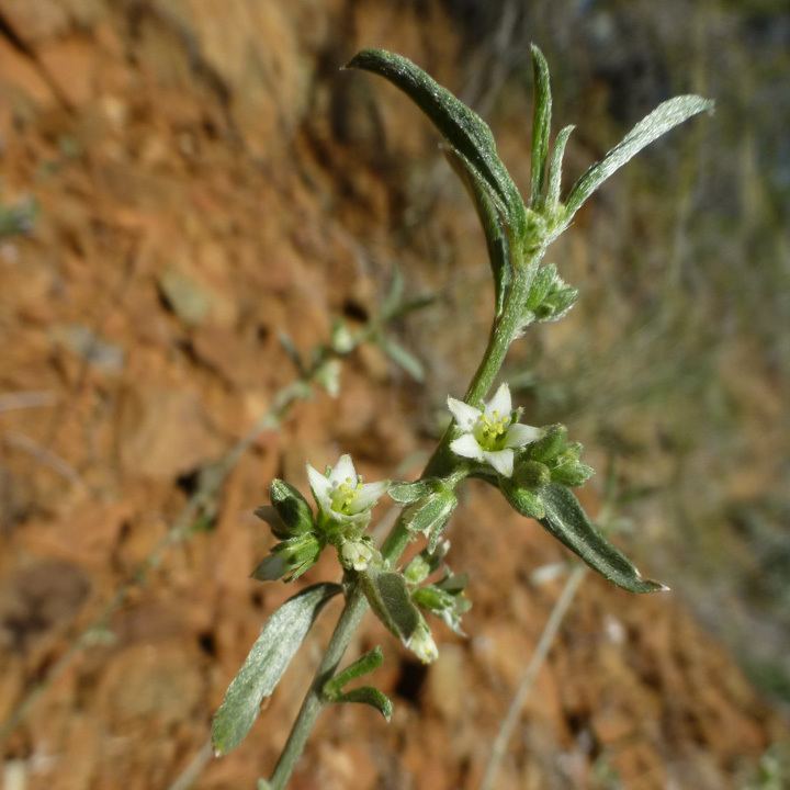 Argythamnia SEINet Arizona Chapter Ditaxis lanceolata