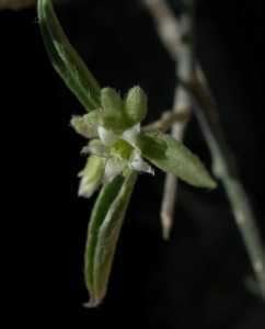 Argythamnia SEINet Arizona Chapter Ditaxis lanceolata
