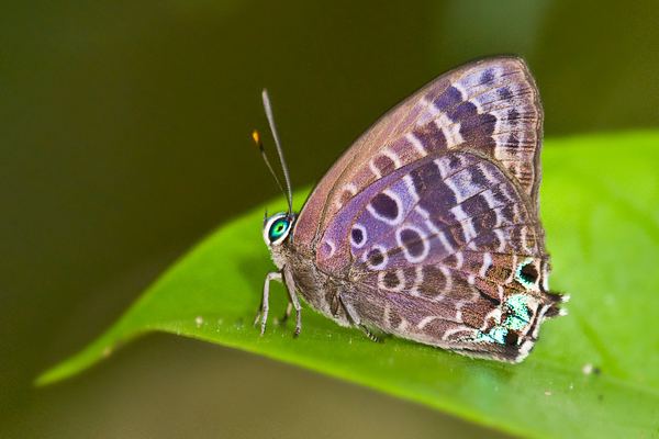 Arhopala ButterflyCircle Checklist