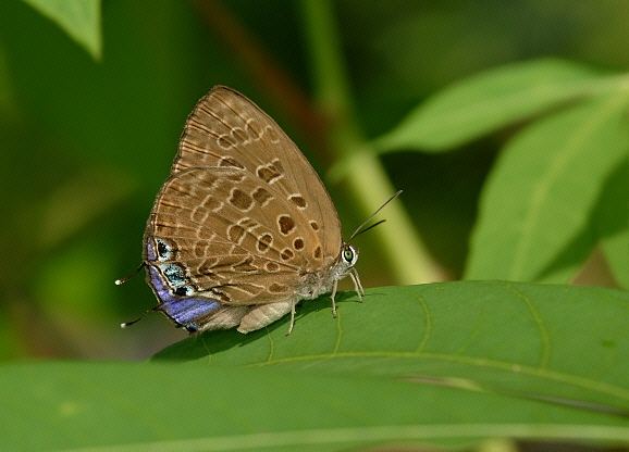 Arhopala Butterflies of Malaysia Arhopala eumolphus