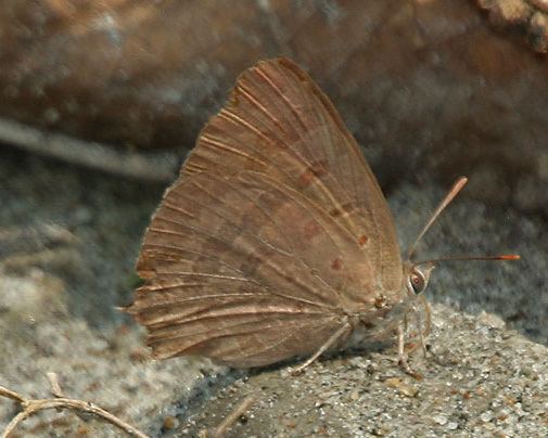 Arhopala paramuta