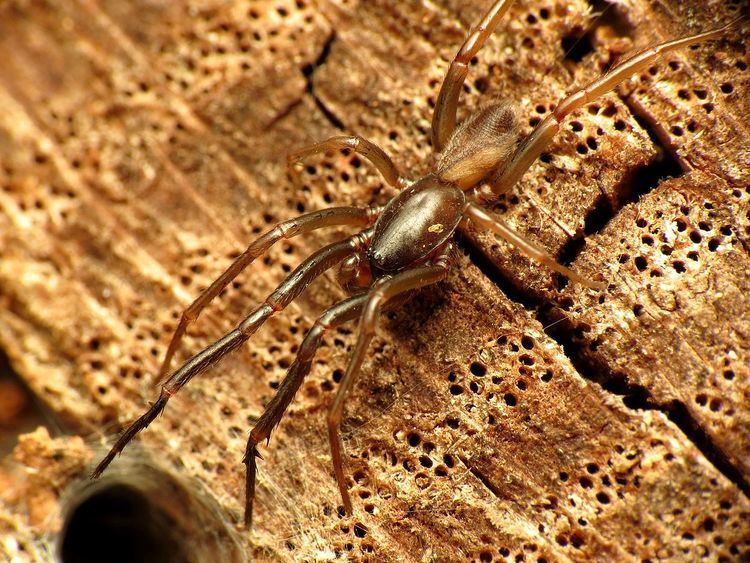 Ariadna bicolor