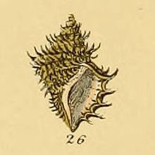 Ariadnaria borealis httpsuploadwikimediaorgwikipediacommonsthu