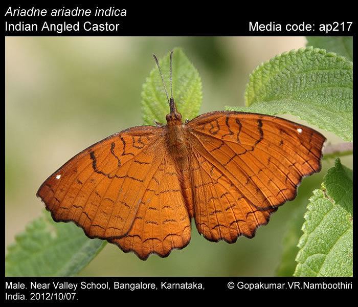 Ariadne ariadne Ariadne ariadne Angled Castor Butterflies of India