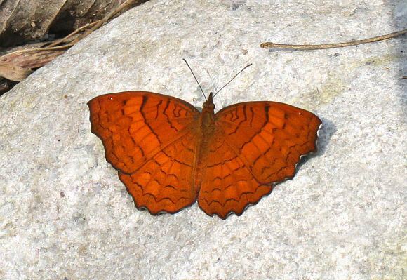 Ariadne ariadne Butterflies of India Ariadne ariadne