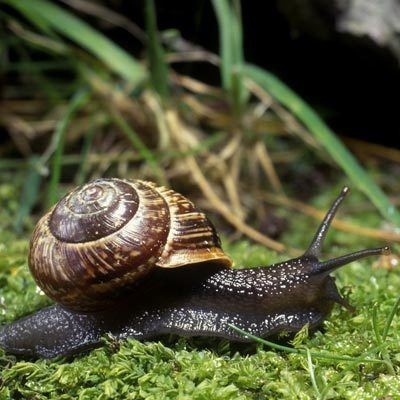 Arianta arbustorum Arianta arbustorum Linnaeus 1758 Copse snail