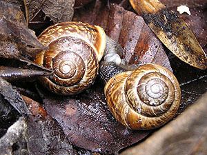 Arianta arbustorum Terrestrial Snails and Slugs