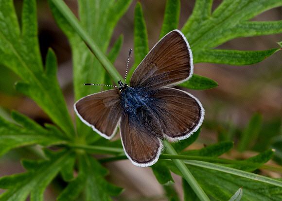 Aricia icarioides Butterflies of North America Icaricia icarioides