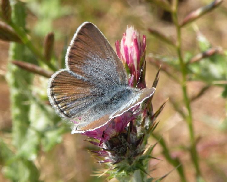 Aricia icarioides FileIcaricia icarioides missionensis 4jpg Wikimedia Commons