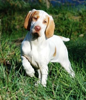 Ariege Pointer Ariege Pointer Breed Guide Learn about the Ariege Pointer