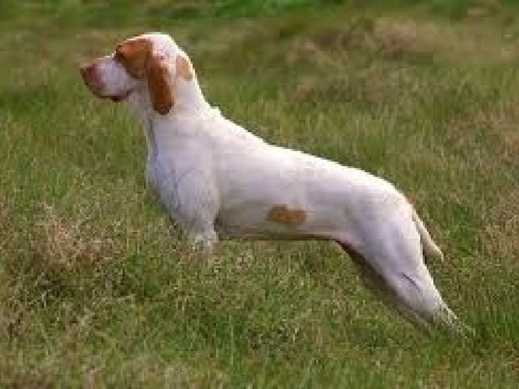 Ariege Pointer Ariege Pointer Breed Guide Learn about the Ariege Pointer