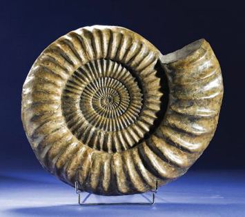 Arietites Arietites Bucklandi Ammonites Flickr
