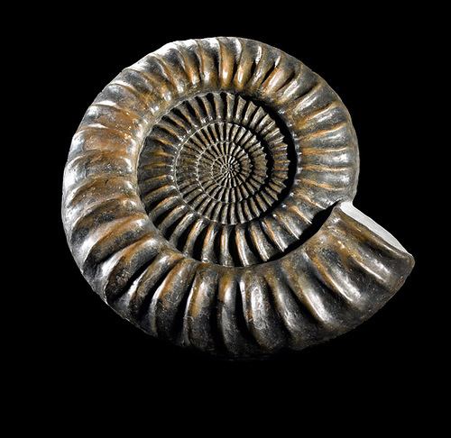 Arietites Arietites Bucklandi Ammonites Flickr
