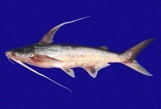 Ariidae Ariidae Sea Catfishes Discover Life