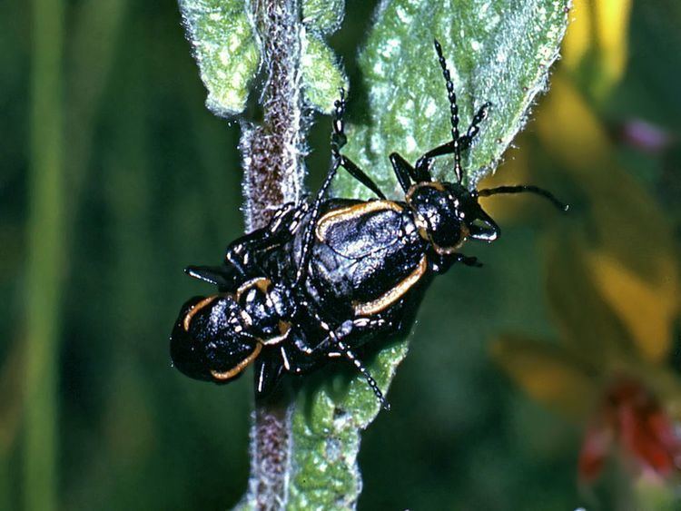 Arima (beetle)