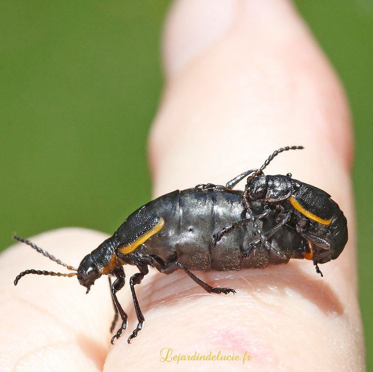 Arima marginata Arima marginata un coloptre qui aime les plantes parfum