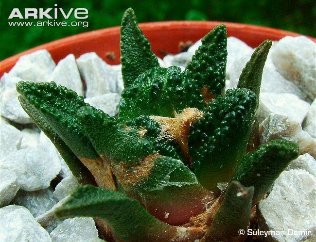 Ariocarpus bravoanus Cactus videos photos and facts Ariocarpus bravoanus ARKive