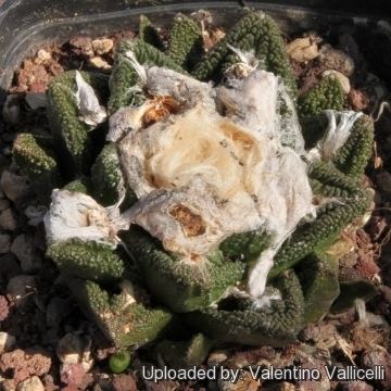 Ariocarpus bravoanus Ariocarpus bravoanus subs hintonii