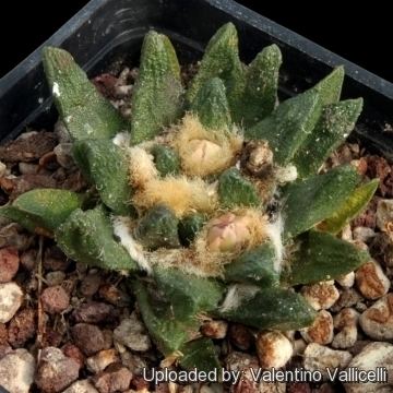 Ariocarpus scaphirostris Ariocarpus scaphirostris var swobodae