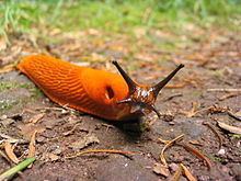 Arion (gastropod) httpsuploadwikimediaorgwikipediacommonsthu