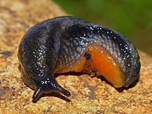 Arion hortensis Terrestrial Snails and Slugs